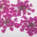 Molly Lac Dry Flower Peach Pink - Сухи цветя за декорация на нокти